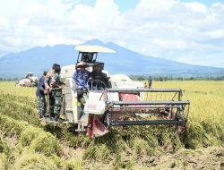 Kabupaten Pringsewu Surplus Beras