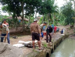 Warga Dusun II/Pakuan Baru Kampung Way Tuba Kompak Gotong Royong Perbaiki Jembatan Jalan Lingkar Kampung
